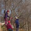 Unger som klatrer i trær