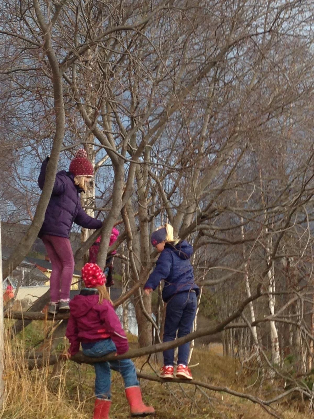 Unger som klatrer i trær - Klikk for stort bilde